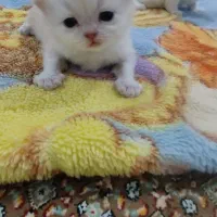 گربه کوچولوزیبا