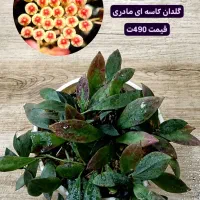 انواع بوته های مادری و خاص هویا Hoya|گل و گیاه طبیعی|لاهیجان, گلستان|دیوار