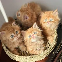 بچه گربه های مجموعه ایران کتز iran cats|گربه|بوشهر, |دیوار