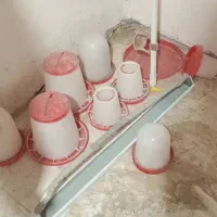 دانه خوری