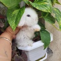 خرگوش لوپ اصیل