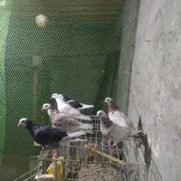 کبوتر