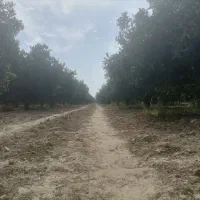 ۳ هکتار باغ