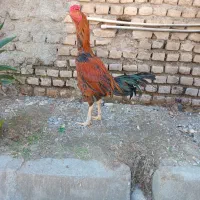 خروس لاری اصیل|حیوانات مزرعه|جلین, |دیوار