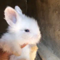 بچه خرگوش جرسی لوپ|موش و خرگوش|قائم‌شهر, |دیوار