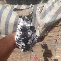 این کبوتر معاوزع میشود