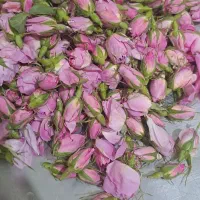 گل محمدی