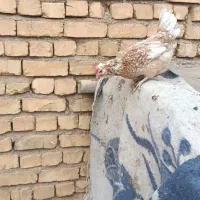 تخم مرغ گلین|حیوانات مزرعه|سمیرم, |دیوار