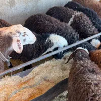 بره نر و ماده