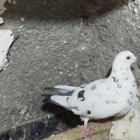 کبوتر بی کاکول|پرنده|سنندج, |دیوار