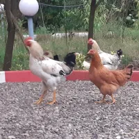 خروس و مرغ جوان