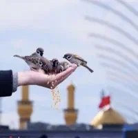 1/3پیش مابقی در3قسط(/مشهد آفـری ریلی4شبه