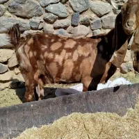 بزپاکستانی|حیوانات مزرعه|کرمان, |دیوار