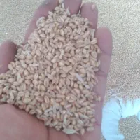 گندم بذری (آبی)