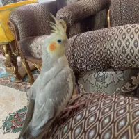 عروس هلندی|پرنده|اشتهارد, |دیوار