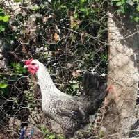 مرغ اصیل محلی گلبرنجی