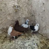 راعبی‌ساده‌کاکلی‌‌پشت‌گراف‌وچندتا‌صید|پرنده|مشهد, شهید قربانی|دیوار