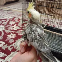 عروس هلندی|پرنده|مشگین شهر, |دیوار