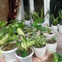 گل های آپارتمانی و حیاط|گل و گیاه طبیعی|آستارا, |دیوار