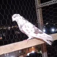 گرفتنی امروز