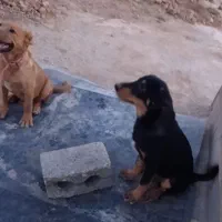 واگذاری سگ|سگ|شاهین‌شهر, گرگاب|دیوار