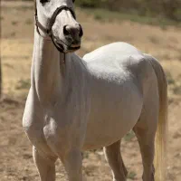 اسب یک سر عرب مصری