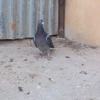 کبوتر پلاکی جاده جان اردن|پرنده|دشتابی, |دیوار