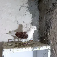 شوسرخ