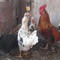 مرغ|حیوانات مزرعه|کرمان, |دیوار