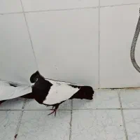 نرو ماده سینه سیاه|پرنده|گلباف, |دیوار