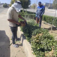 کارشناس ارشد باغبانی و فضای سبز|خدمات باغبانی و درختکاری|تهران, شاهین|دیوار