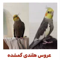 عروس هلندی گم شده محدوده ایمان