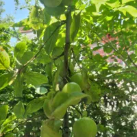 ۴۰۰ متر زمین مسکونی در زشت پشت تالاب عینک|فروش زمین و ملک کلنگی|رشت, ولکس|دیوار