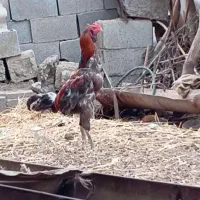خروس لاری  به فروش میرسد