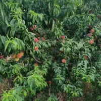 باغ میوه در ده حسن رباط کریم