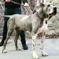 سگ نگهبان دوبرمن ژرمن گریتدین آپارتمانی گارد محافظ