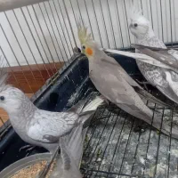 تعدادی جوجه عروس هلندی خانگی*پیروزی*