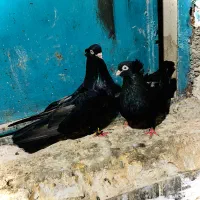 کبوتر زاغ ابدانی صبر