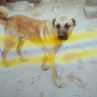 سگ گوسفندی