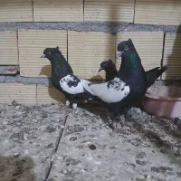 پنج جفت کفتر جفتگاه|پرنده|مشهد, قائم|دیوار