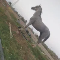 اسب درشور اصل