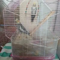 یک جفت عروس هلندی