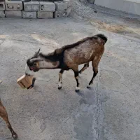 نری داشتی ذات دوکهری