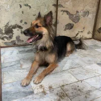 سگ ژرمن شپرد مو بلند