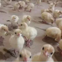 جوجه یک روزه|حیوانات مزرعه|قم, پاسدار|دیوار