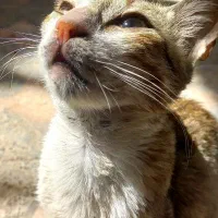 واگذاری گربه خونگی