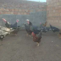 فروش بوقلمون محلی