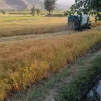 برنج درونگر|خوردنی و آشامیدنی|قوچان, |دیوار