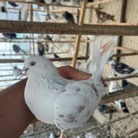 کفتر|پرنده|کن, |دیوار