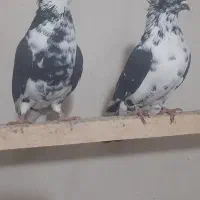 کفتر سوسکی وخال دار|پرنده|مرند, |دیوار